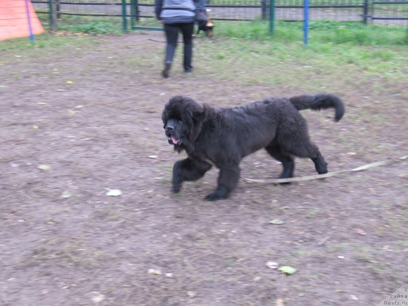 Фотография № 239373