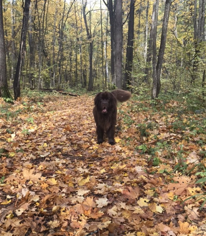 Фото: ньюфаундленд Браунблад МСК Жанара Хайя (Brownblood MSK Zhanara Haya)