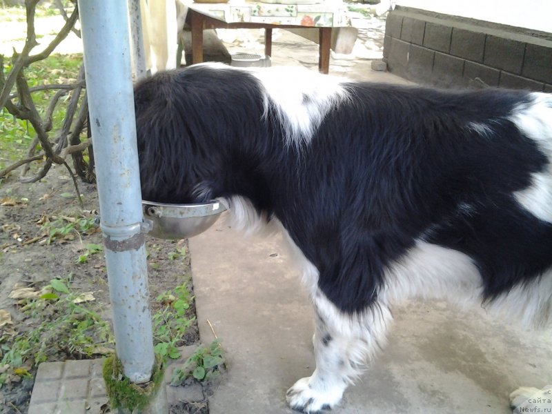 Фото: ньюфаундленд Дар Богов фром Рашн Беар