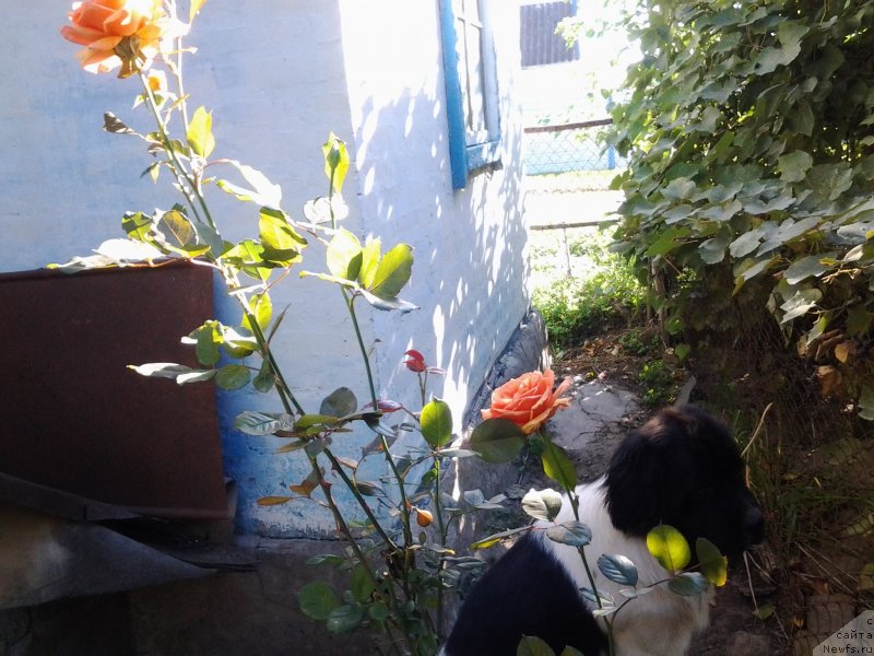 Фото: ньюфаундленд Дар Богов фром Рашн Беар