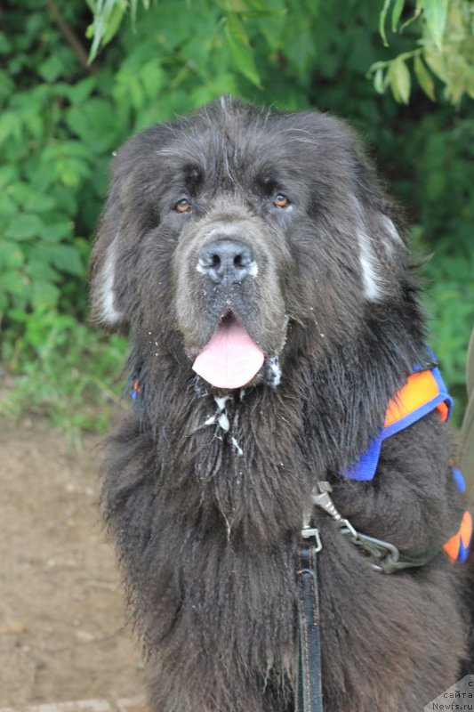 Фото: ньюфаундленд Ангел Хранитель Граффидд (Angel Khranitel Gruffidd)