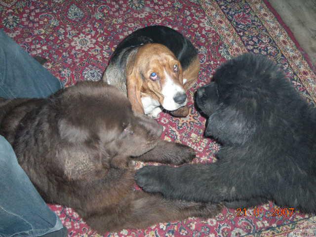 Фото: ньюфаундленд Старди, ньюфаундленд Сент Джонс Круиз (Sent Djons Kruiz)