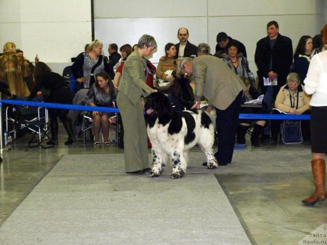 Фото: ньюфаундленд Супер Бизон Айсберг (Super Bizon Aisberg)