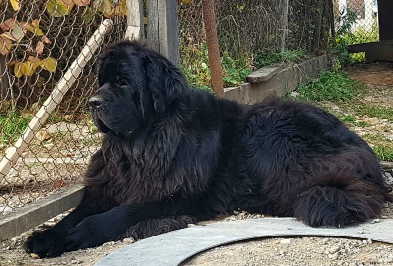 Фото: ньюфаундленд Ньюфорт Атлантида (Njufort Atlantida)