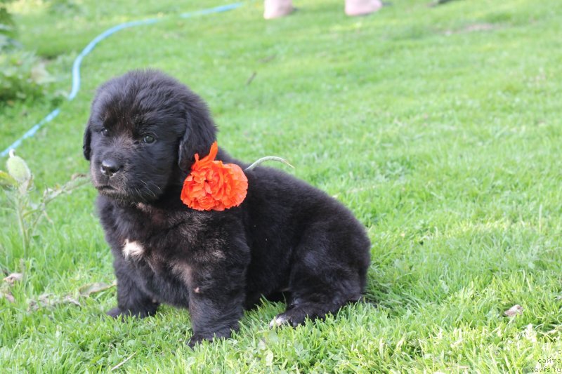 Фото: ньюфаундленд Обуш Шед Индульгенза Пленариа (Obush Shed Indulgenza Plenaria)