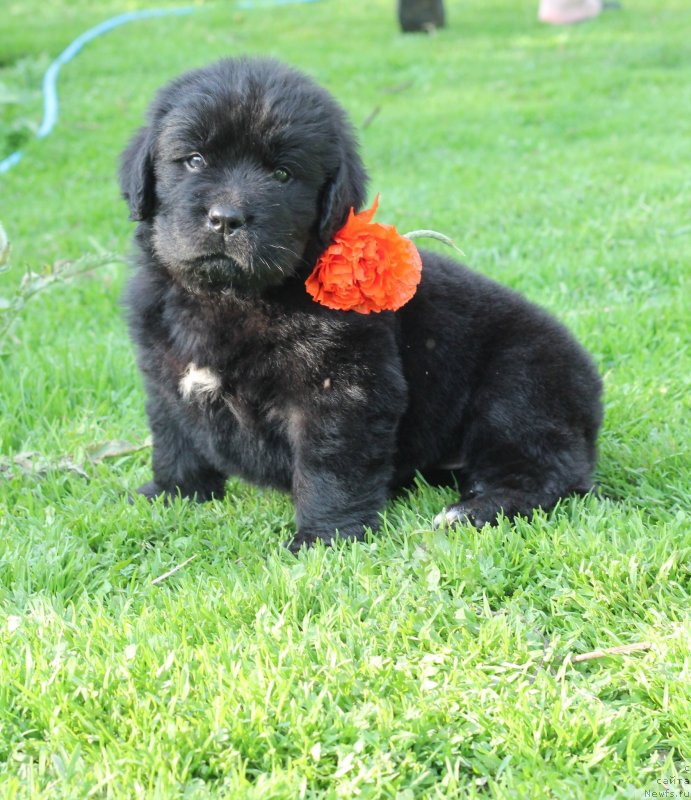 Фото: ньюфаундленд Обуш Шед Индульгенза Пленариа (Obush Shed Indulgenza Plenaria)