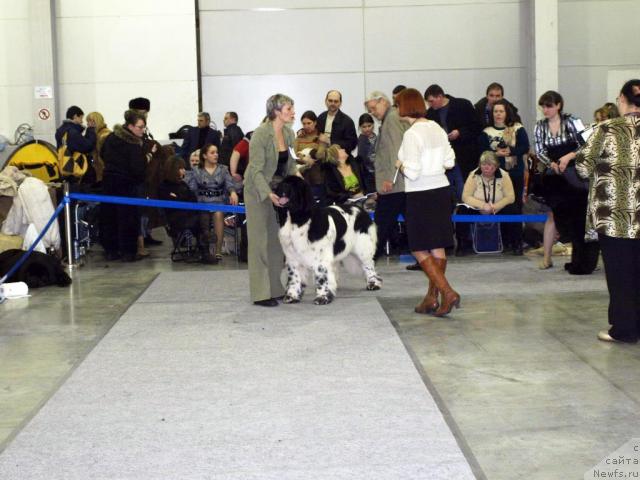 Фото: ньюфаундленд Супер Бизон Айсберг (Super Bizon Aisberg)