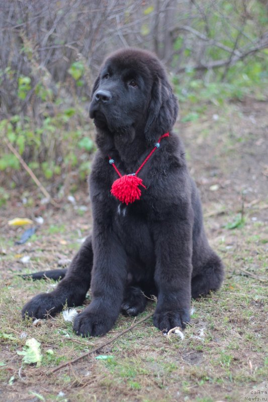 Фото: ньюфаундленд Обуш Шед Индульгенза Пленариа (Obush Shed Indulgenza Plenaria)