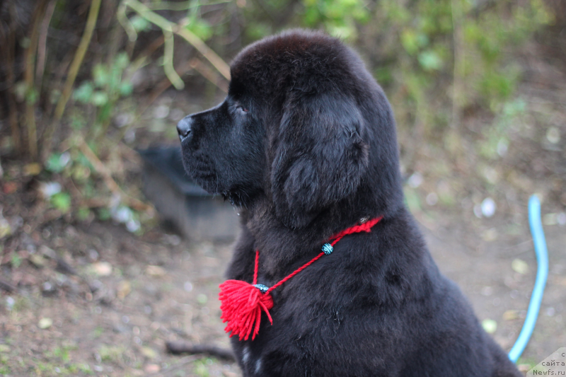 Фото: ньюфаундленд Обуш Шед Индульгенза Пленариа (Obush Shed Indulgenza Plenaria)
