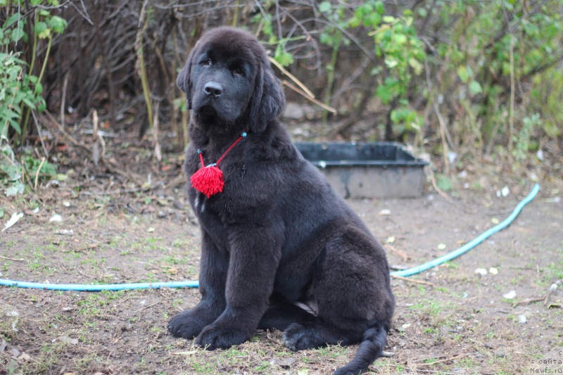 Фото: ньюфаундленд Обуш Шед Индульгенза Пленариа (Obush Shed Indulgenza Plenaria)