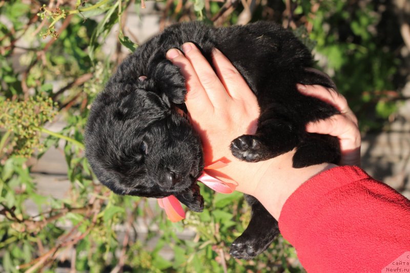 Фото: ньюфаундленд Обуш Шед Иннерсте И Мин Сйелс (Obush Shed Innerste I Min Sjels)