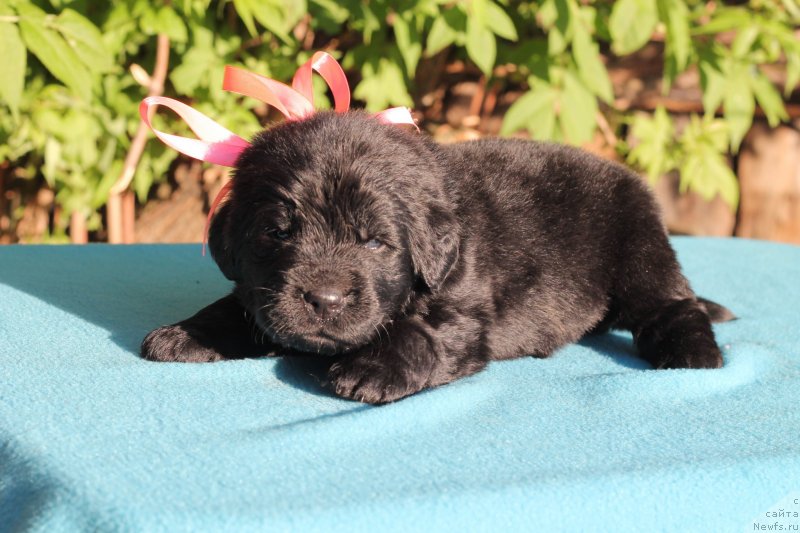 Фото: ньюфаундленд Обуш Шед Иннерсте И Мин Сйелс (Obush Shed Innerste I Min Sjels)