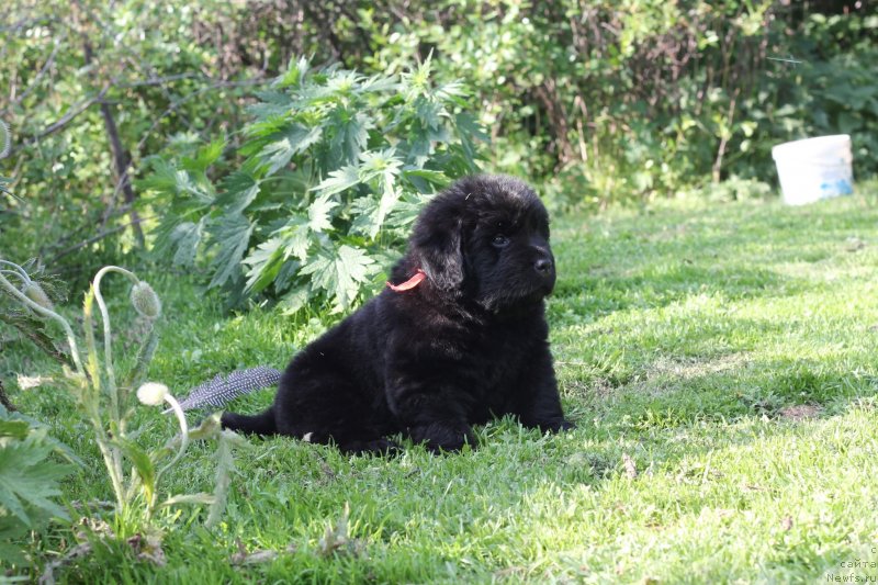 Фото: ньюфаундленд Обуш Шед Иннерсте И Мин Сйелс (Obush Shed Innerste I Min Sjels)