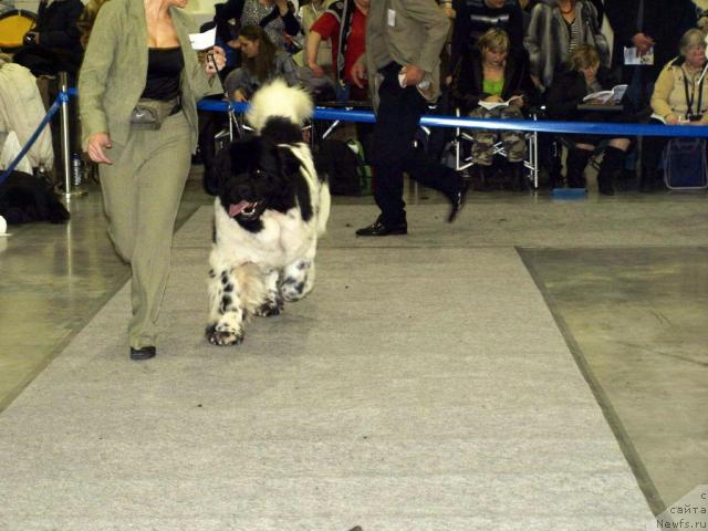 Фото: ньюфаундленд Супер Бизон Айсберг (Super Bizon Aisberg)