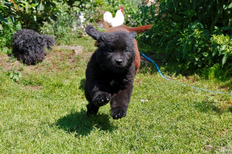 Фото: ньюфаундленд Обуш Шед Иннерсте И Мин Сйелс (Obush Shed Innerste I Min Sjels)