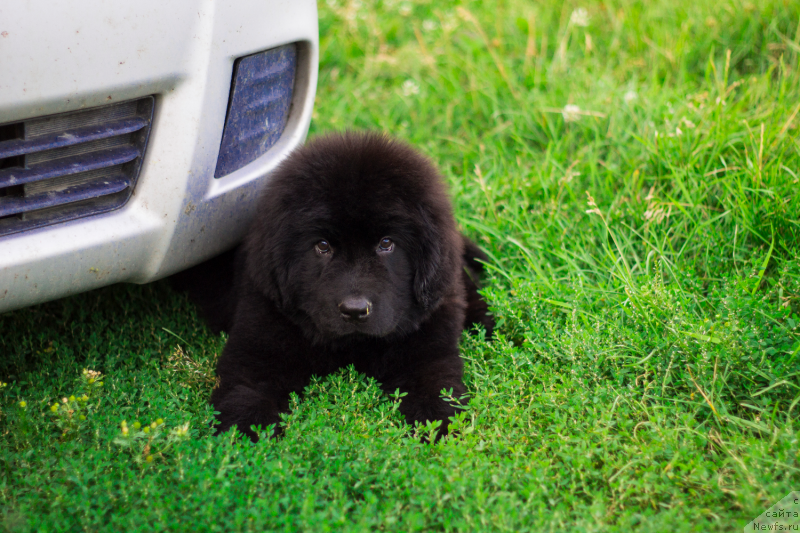 Фото: ньюфаундленд Обуш Шед Иннерсте И Мин Сйелс (Obush Shed Innerste I Min Sjels)