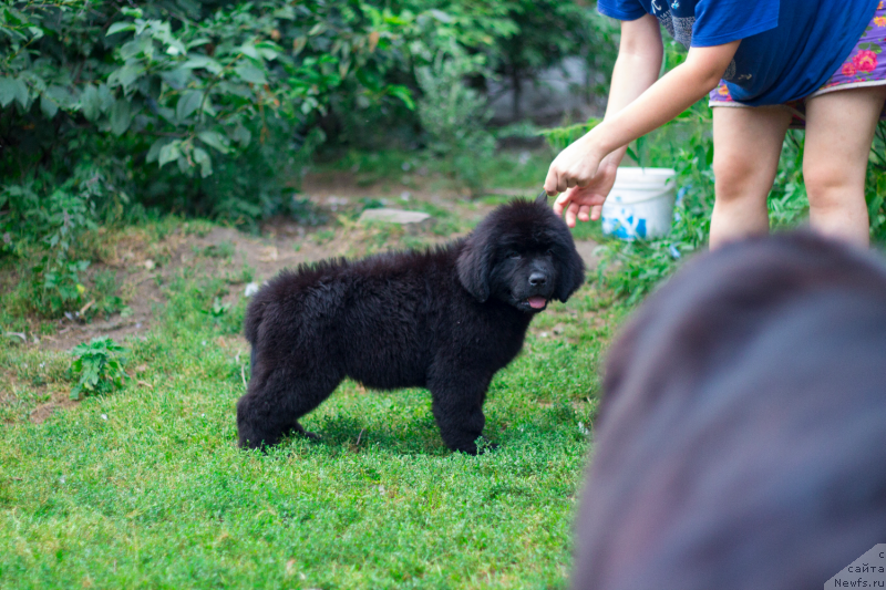 Фото: ньюфаундленд Обуш Шед Иннерсте И Мин Сйелс (Obush Shed Innerste I Min Sjels)