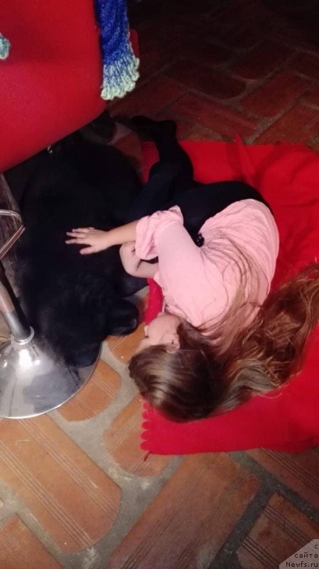 Фото: ньюфаундленд Обуш Шед Иннерсте И Мин Сйелс (Obush Shed Innerste I Min Sjels)