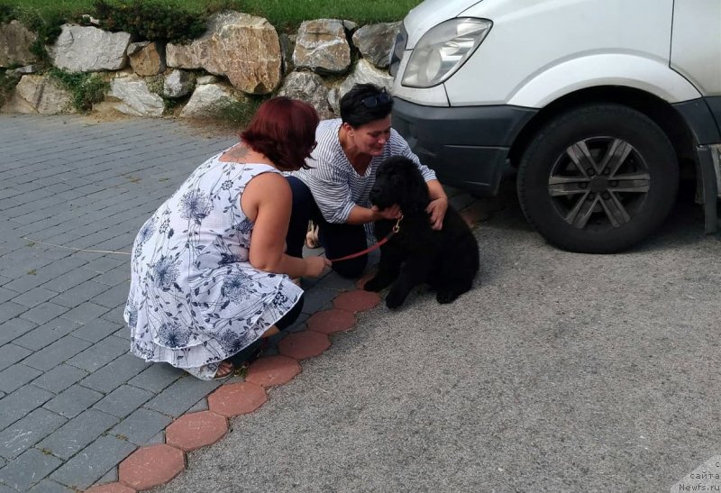 Фото: ньюфаундленд Обуш Шед Иннерсте И Мин Сйелс (Obush Shed Innerste I Min Sjels)