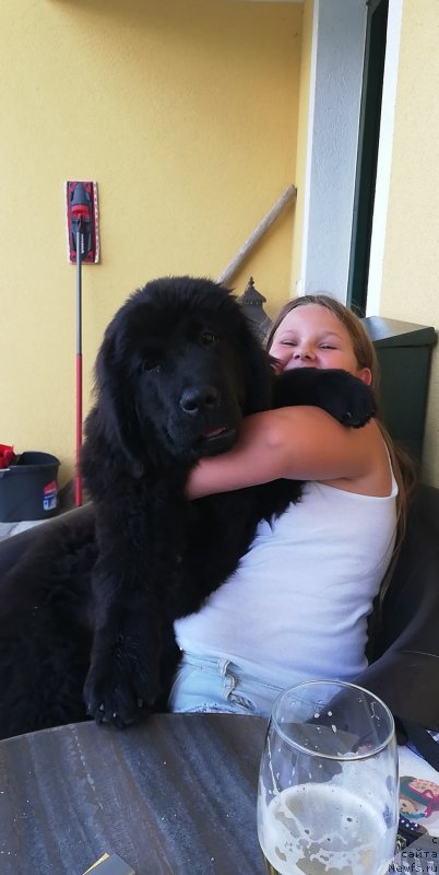 Фото: ньюфаундленд Обуш Шед Иннерсте И Мин Сйелс (Obush Shed Innerste I Min Sjels)