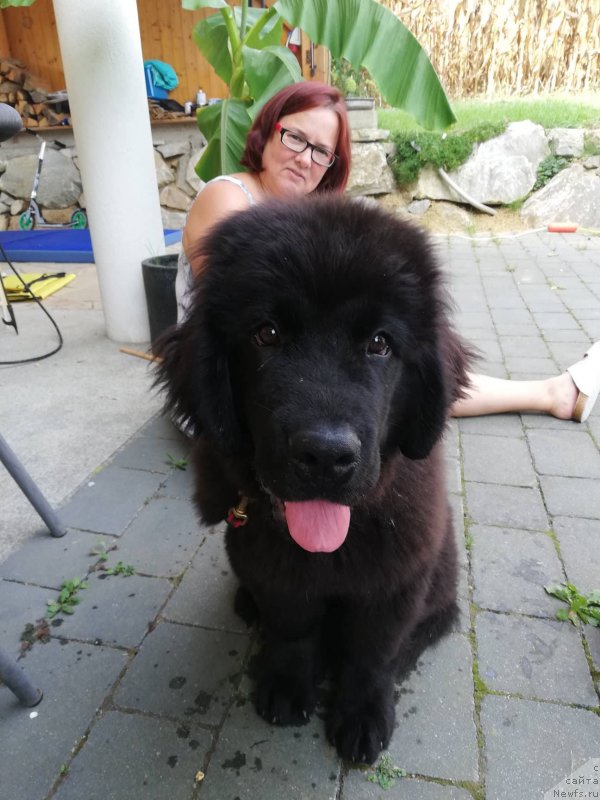 Фото: ньюфаундленд Обуш Шед Иннерсте И Мин Сйелс (Obush Shed Innerste I Min Sjels)