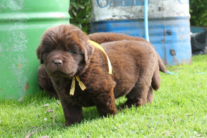 Фото: ньюфаундленд Обуш Шед Ину Но Кума (Obush Shed Inu No Kuma)