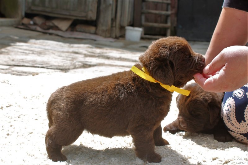 Фото: ньюфаундленд Обуш Шед Ину Но Кума (Obush Shed Inu No Kuma)