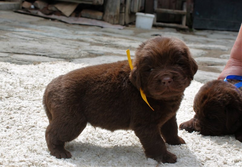 Фото: ньюфаундленд Обуш Шед Ину Но Кума (Obush Shed Inu No Kuma)