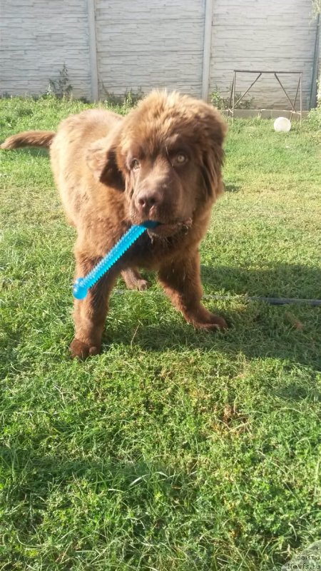 Фото: ньюфаундленд Обуш Шед Ину Но Кума (Obush Shed Inu No Kuma)