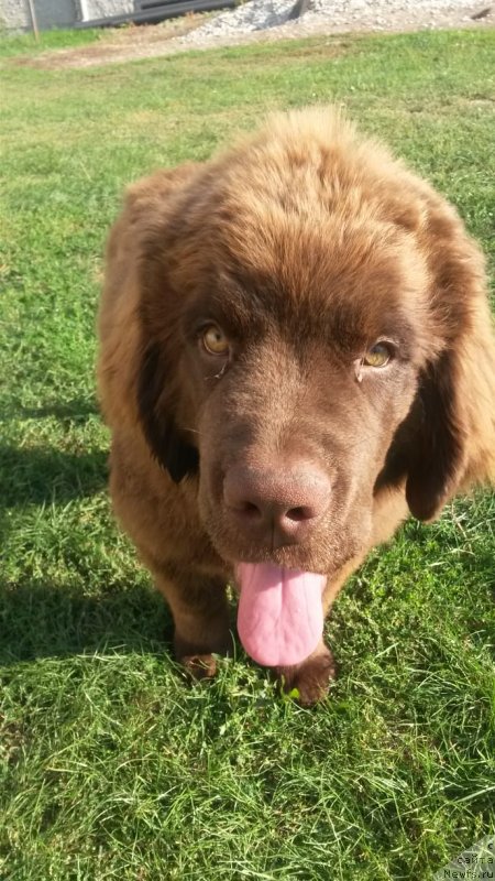 Фото: ньюфаундленд Обуш Шед Ину Но Кума (Obush Shed Inu No Kuma)