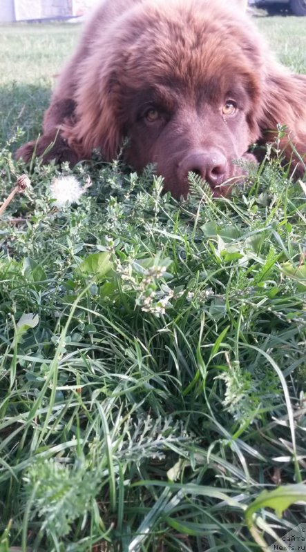 Фото: ньюфаундленд Обуш Шед Ину Но Кума (Obush Shed Inu No Kuma)