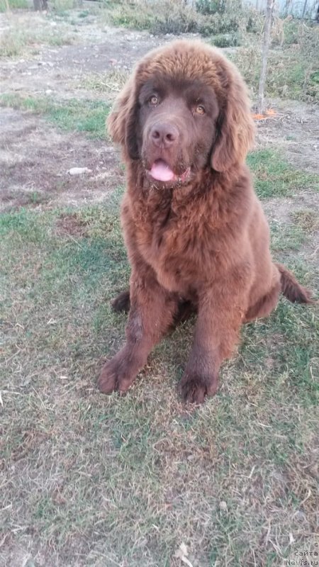 Фото: ньюфаундленд Обуш Шед Ину Но Кума (Obush Shed Inu No Kuma)