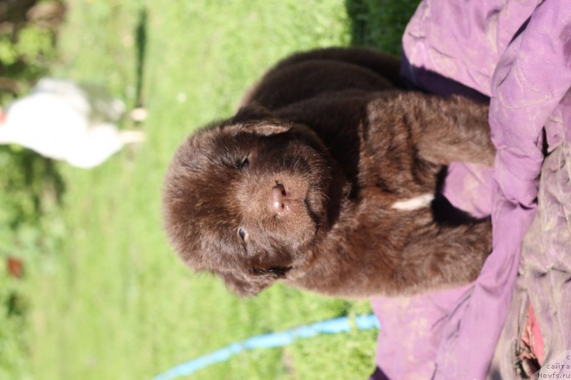 Фото: ньюфаундленд Обуш Шед Илдсаламандер (Obush Shed Ilsalamander)