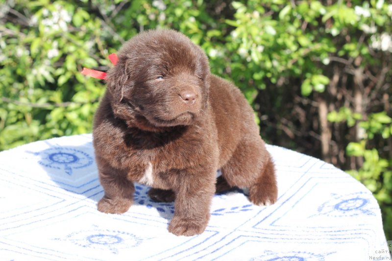 Фото: ньюфаундленд Обуш Шед Илдсаламандер (Obush Shed Ilsalamander)