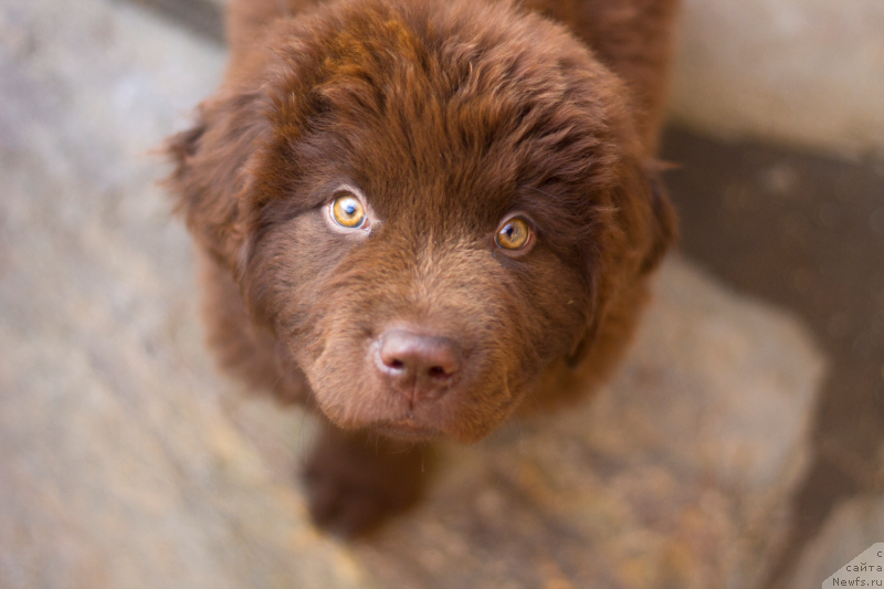 Фото: ньюфаундленд Обуш Шед Илдсаламандер (Obush Shed Ilsalamander)