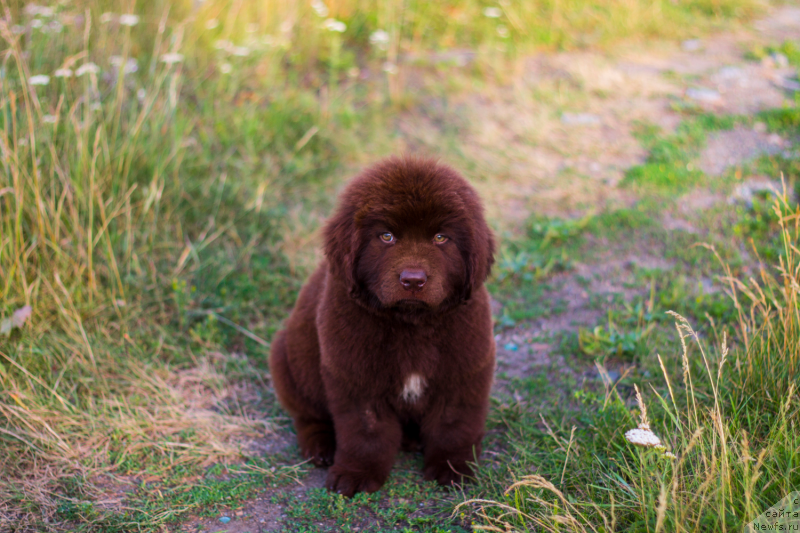 Фото: ньюфаундленд Обуш Шед Илдсаламандер (Obush Shed Ilsalamander)