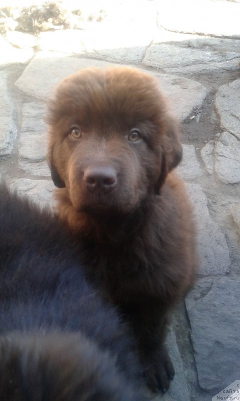 Фото: ньюфаундленд Обуш Шед Илдсаламандер (Obush Shed Ilsalamander)
