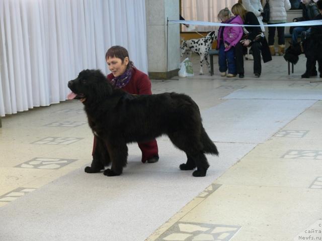 Фото: ньюфаундленд Потап Шален