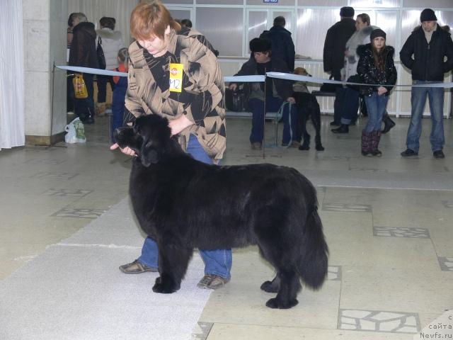 Фото: Ирина Габова, ньюфаундленд Акватория Келвин Зазноба (Aquatoriya Kelvin Zaznoba)