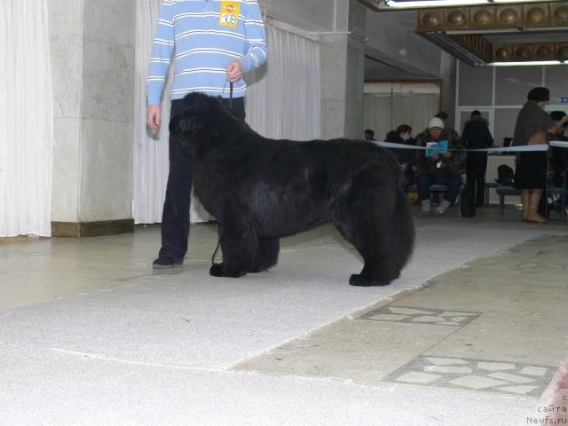 Фото: ньюфаундленд Денди Денжер из Медвежьего Яра (Dendi Denger iz Medvejyego Yara)