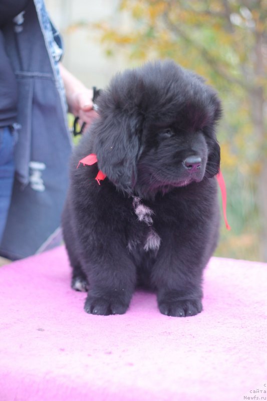 Фото: ньюфаундленд Обуш Шед Лав Ми Тендер (Obush Shed Love Me Tender)