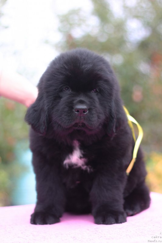 Фото: ньюфаундленд Обуш Шед Курои Хоши (Obush Shed Kuroi Hoshi)