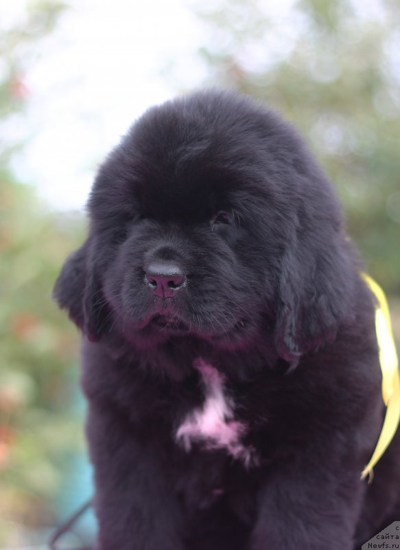 Фото: ньюфаундленд Обуш Шед Курои Хоши (Obush Shed Kuroi Hoshi)