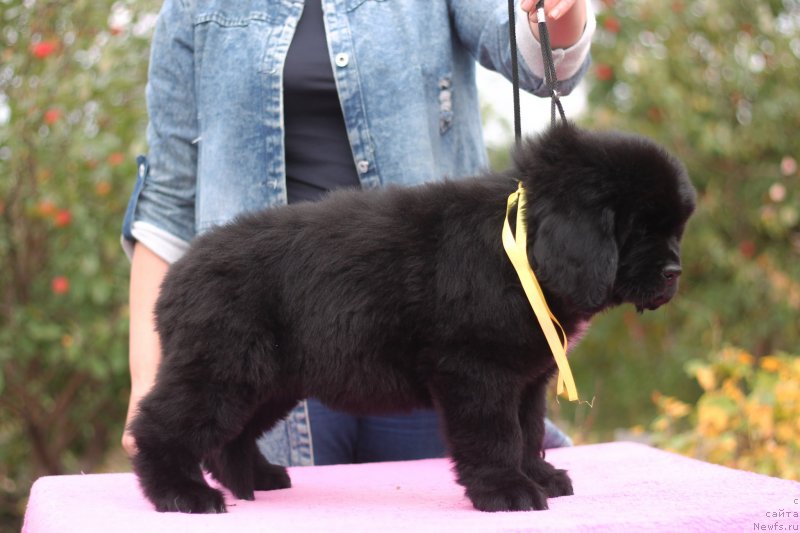 Фото: ньюфаундленд Обуш Шед Курои Хоши (Obush Shed Kuroi Hoshi)