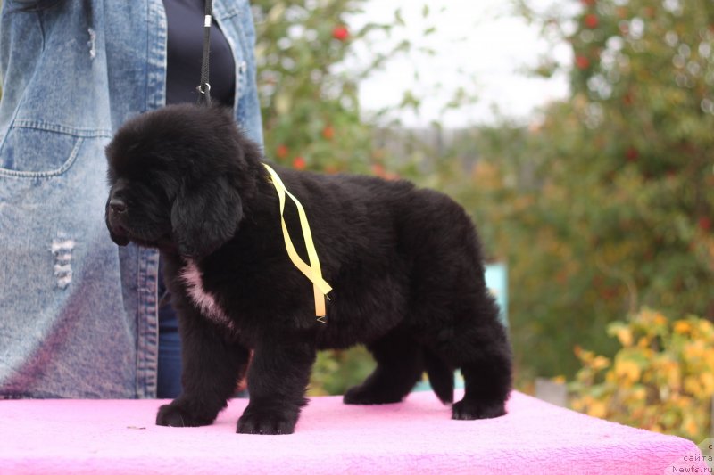 Фото: ньюфаундленд Обуш Шед Курои Хоши (Obush Shed Kuroi Hoshi)