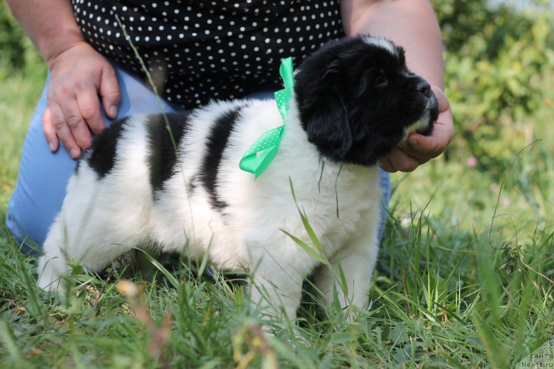 Фото: ньюфаундленд Обуш Шед Каваи Панда (Obush Shed Kawai Panda)