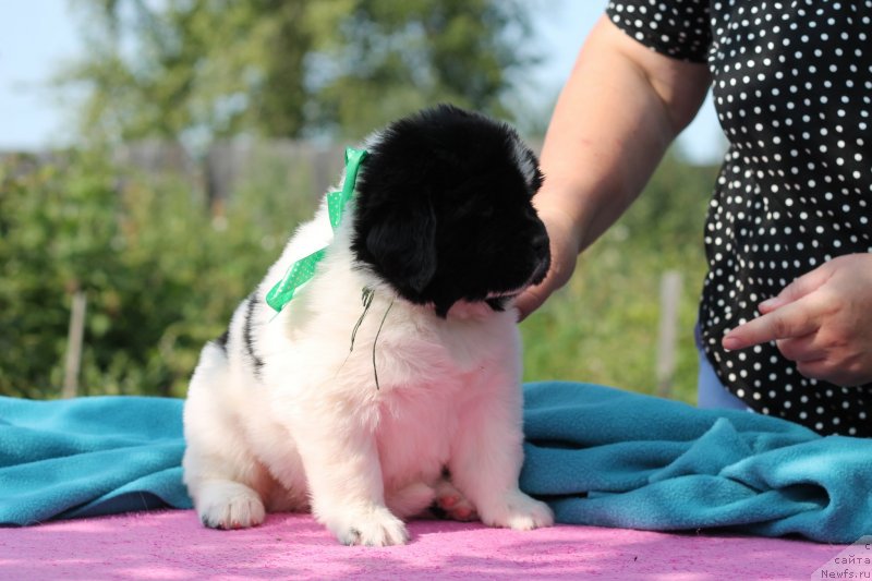 Фото: ньюфаундленд Обуш Шед Каваи Панда (Obush Shed Kawai Panda)