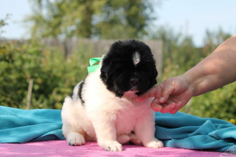 Фото: ньюфаундленд Обуш Шед Каваи Панда (Obush Shed Kawai Panda)