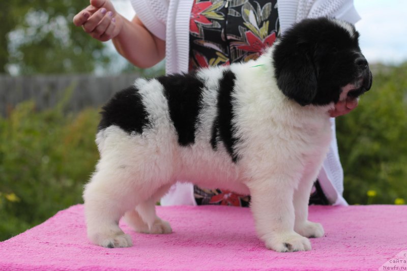 Фото: ньюфаундленд Обуш Шед Каваи Панда (Obush Shed Kawai Panda)