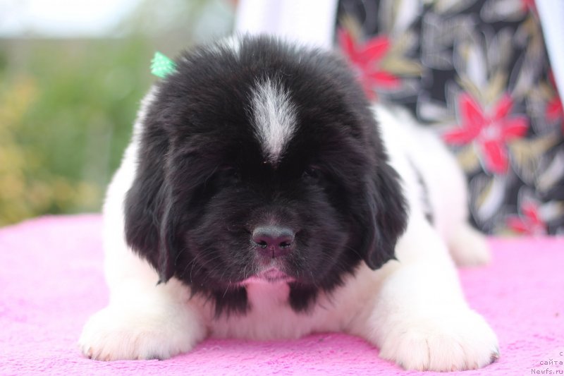 Фото: ньюфаундленд Обуш Шед Каваи Панда (Obush Shed Kawai Panda)